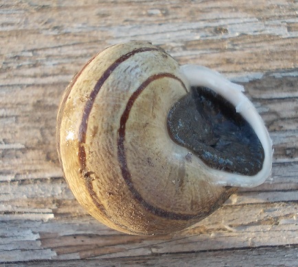Eobiana vermiculata con difetto ?